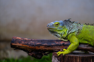 The green iguana or American iguana on old tree, mostly herbivorous species of lizard.