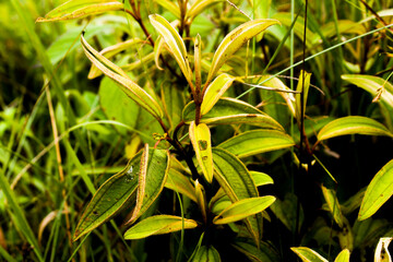 beautyful flowers in the garden