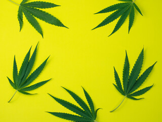Top view of cannabis leaves on yellow background.
