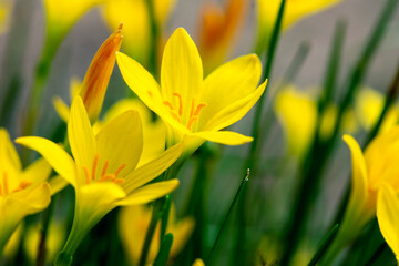 Close-up photo of yellow rain lily blooming .