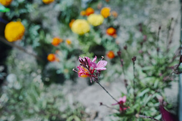 flowers in the garden