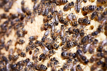 Bee on honeycombs with honey slices nectar into cells. Macro image of a bee on a frame from a hive. Bees on honeycomb