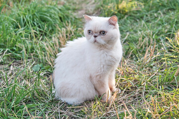 Naklejka na ściany i meble Cute domestic beige cat with wide pupils looking attentively somewhere