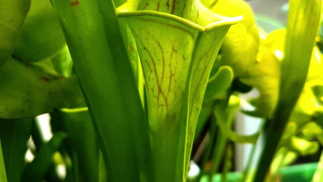 Shadow of a wasp struggling to escape from inside a yellow pitcher plant, also called Sarracenia flava