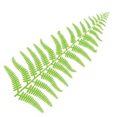 fern twig isolated on white background,vector illustration