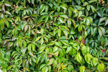  Parthenocissus quinquefolia, known as Virginia creeper, Victoria creeper, five-leaved ivy. Green...
