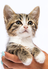 kitten in hands on a white background
