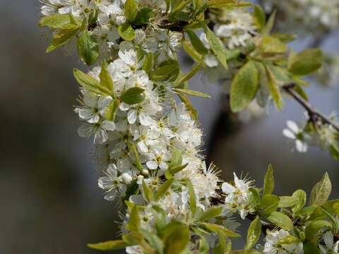 Schlehenbaum mit Bl&uuml;ten