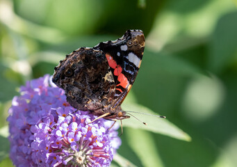 Vanessa atalanta feeding nectar from a butterfly-bush flower