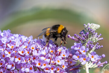 Bumble bee feeding nectar from a butterfly-bush flower