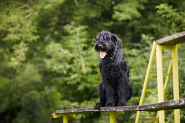 Portrait of dog during obedience training. Giant Schnauzer on obstacle course.