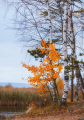 White birch with bright yellow leaves on the lake in autumn