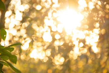 Bokeh leaves with sunset sunlight, warm tone colors for background. Nature, evening, summer concept