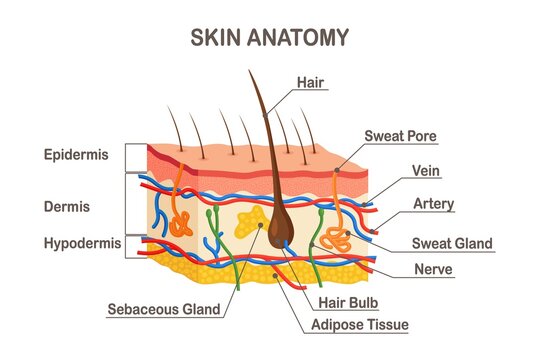 Human Skin Anatomy Layered Epidermis With Hair Bulb Sweat Sebaceous Glands Artery Nerve Veins
