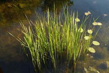 grass in the pond