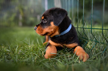 rottweiler puppy in a collar restingoutdoors in a kennel