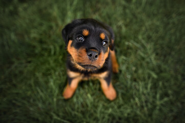 rottweiler puppy sitting on grass and looking up, top view portrait