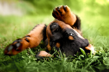happy rottweiler puppy rolling on grass in summerplaying, paws, in the air,