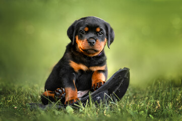 funny rottweiler puppy sitting on a hat outdoors in summer - obrazy, fototapety, plakaty