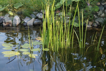 pond
