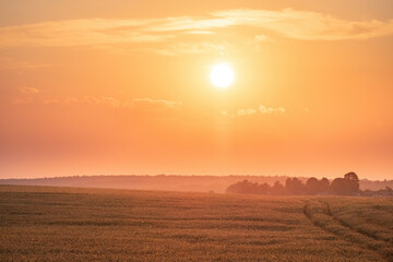 Golden wheat field on the background of hot summer sun and sunset sky with clouds.