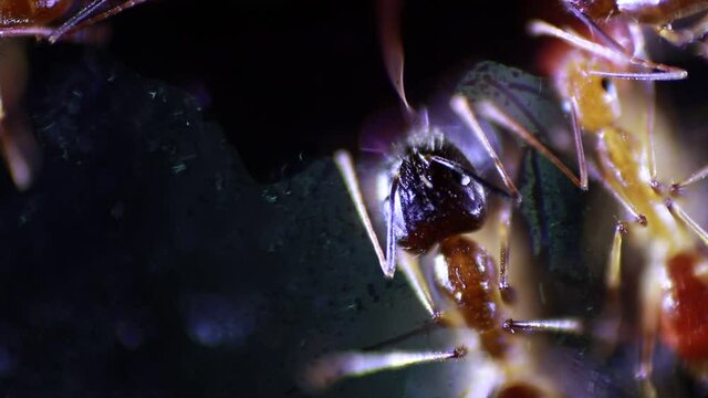 close-up video of ants consuming sugar