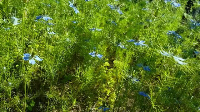 Blue blossoms of the black cumin, Nigella sativa or Schwarzk&uuml;mmel