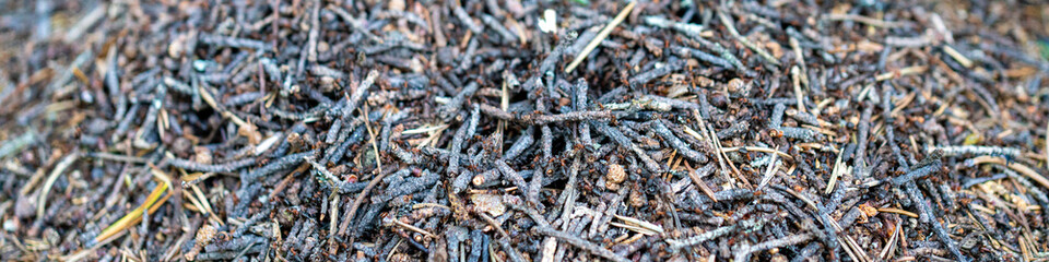 Background image of anthill. Anthill on a nice sunny day. Forest ants work in an anthill.