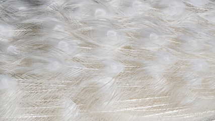 Obraz premium White peacock tail feathers close up background