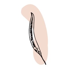 The plant is drawn by hand with a pen and translated into vector format. In the background there is an abstract colored spot. Stock vector illustration. For garment decoration, packaging, interior