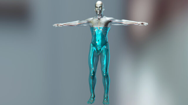 3d Illustration of body water balance, water in human body, 70% of the human body is water. 3d render