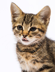 kitten licks its lips on a white background