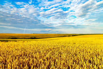 Wide wheat field landscape with sky in clouds and storm with lightning coming in. Authentic farm series.