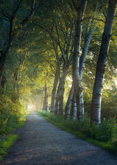 Early morning soft sunlight in a beautiful path lined by poplar trees