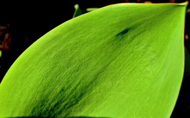 green tulip leaf close up