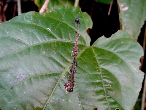 aranha cyclosa