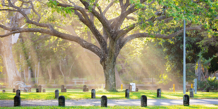 Light shining through native Raintree, Darwin Botanic Gardens