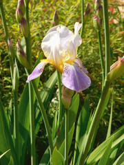 Delicate iris flower in garden.