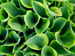Fototapeta premium Hosta flowers leaves.
