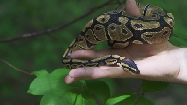 An adult royal python in human hands. Tame a wild animal. Close-up, slow motion, HD.