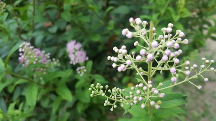 flowers in the forest