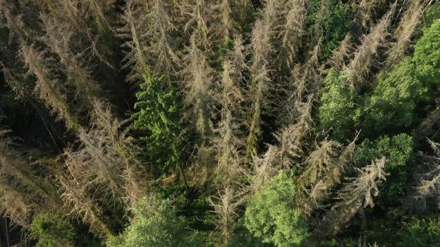 Luftaufnahme von abgestorbenen B&auml;umen