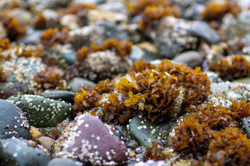 Seaweed and barnacle covered rock.