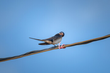 A beautiful swallow sits on a power line against the background of the sky.
