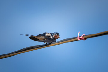A beautiful swallow sits on a power line against the background of the sky.