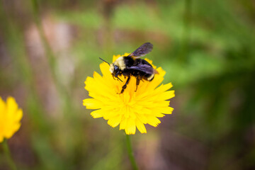 Bee on a dandelion.