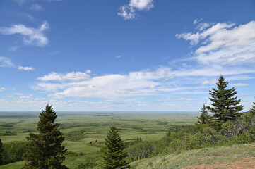  forest landscape with trees and sky