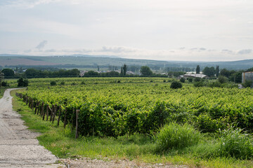 Fototapeta na wymiar summer green vineyard in cloudy day