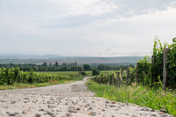 Fototapeta na wymiar summer green vineyard in cloudy day