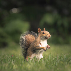 Perky, alert squirrel poses in Orlando, Florida backyard